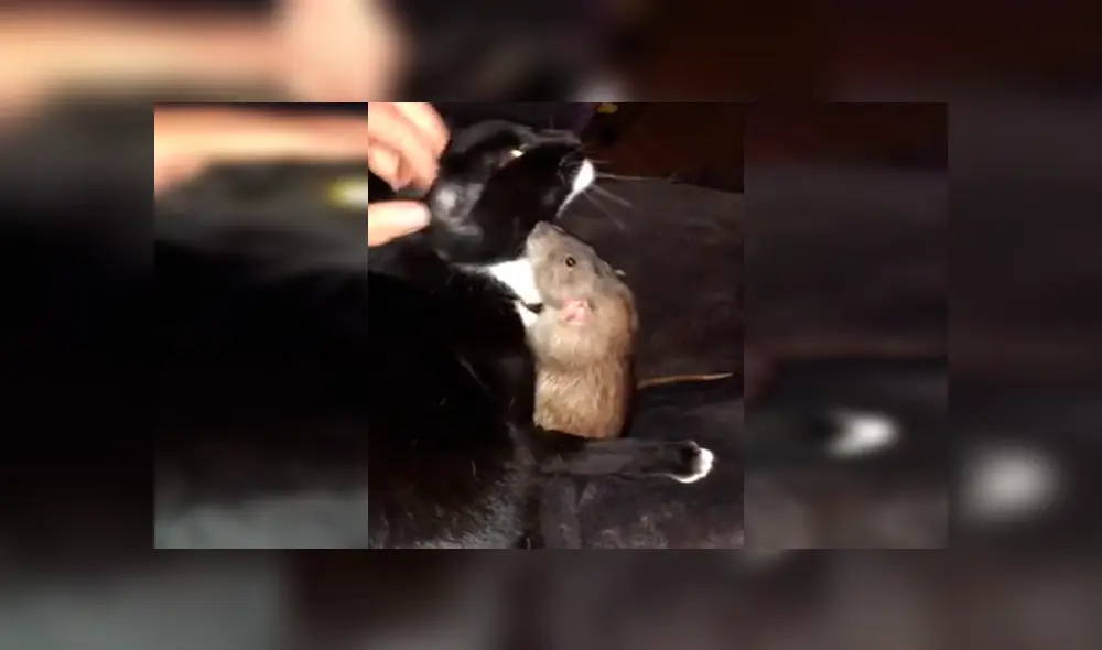 En Facebook, un gato protegió a una pequeña rata y le brindó unas amorosas caricias que cautivaron a su dueña.