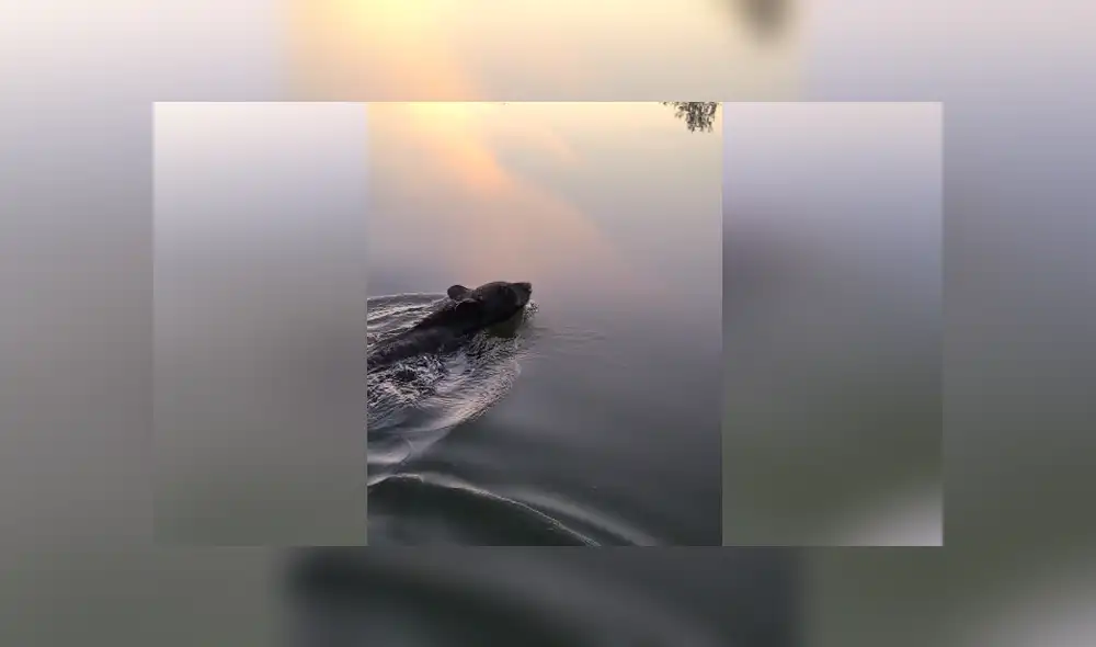 Una familia que estaba navegando por un lago salvó a un oso que tenía un bidón de plástico en la cabeza. Foto: Facebook Una familia que estaba navegando por un lago salvó a un oso que tenía un bidón de plástico en la cabeza. Foto: Facebook