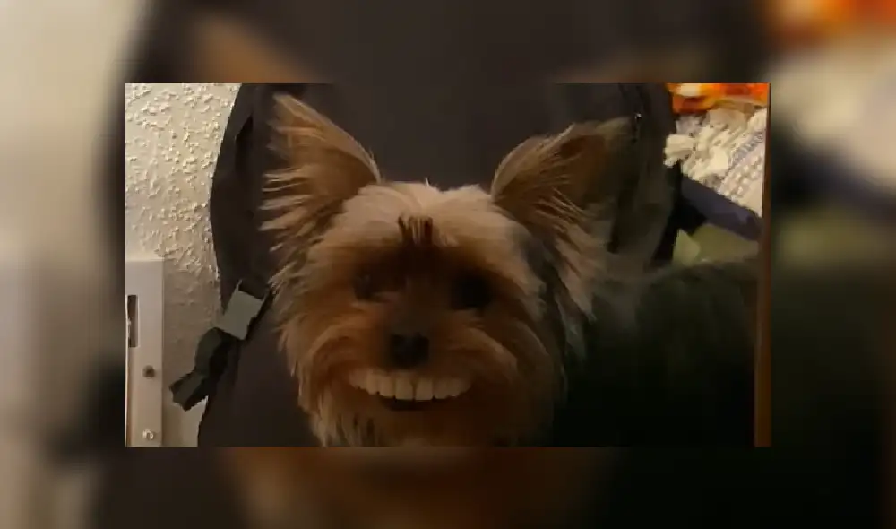 Desliza hacia la izquierda para ver las divertidas imágenes del cachorro con dentadura de juguete. (Foto: captura) Desliza hacia la izquierda para ver las divertidas imágenes del cachorro con dentadura de juguete. (Foto: captura)