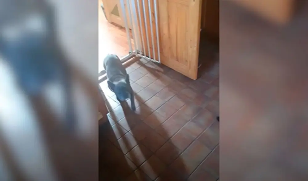Desliza las imágenes para ver la curiosa acción de un perro para ayudar al nuevo integrante que su dueño rescató de la calle. Foto: Caters Clips Desliza las imágenes para ver la curiosa acción de un perro para ayudar al nuevo integrante que su dueño rescató de la calle. Foto: Caters Clips