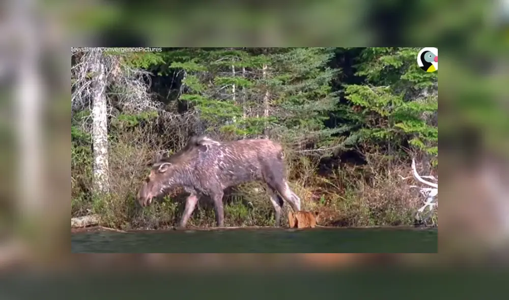 Desliza hacia la izquierda para ver las imágenes del viral de YouTube. Foto: El Dodo.