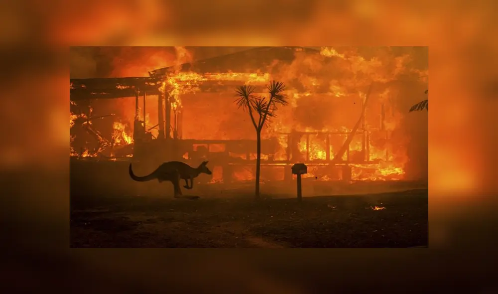 En Facebook, un indefenso canguro pidió ayuda de un niño tras resultar herido por los incendios en Australia. En Facebook, un indefenso canguro pidió ayuda de un niño tras resultar herido por los incendios en Australia.