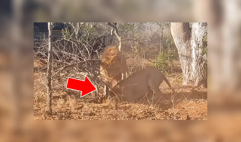 Feroces leones excavan profundo hoyo, llegan al fondo y encuentran lo menos pensado [VIDEO] 