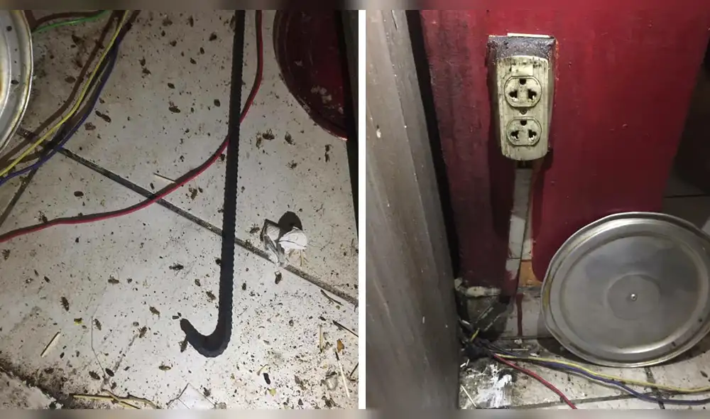 Cajamarca: hallan cucarachas y cables expuestos en conocida panadería