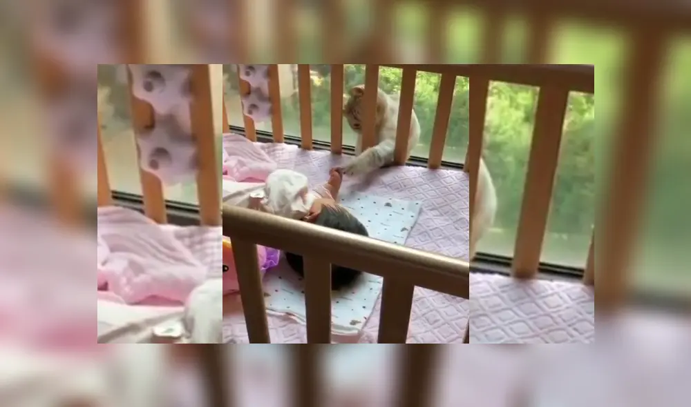 Video es viral en YouTube. Mujer grabó la tierna conducta que tuvo su gato cuando vio, por primera vez, a la nueva integrante de la familia.