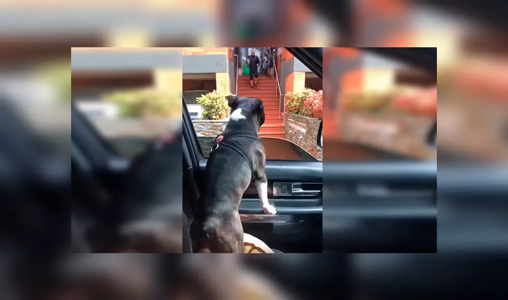 En Facebook, un perro llamó la atención de sus cuidadores por sus singulares movimientos al demostrar su emoción. En Facebook, un perro llamó la atención de sus cuidadores por sus singulares movimientos al demostrar su emoción.