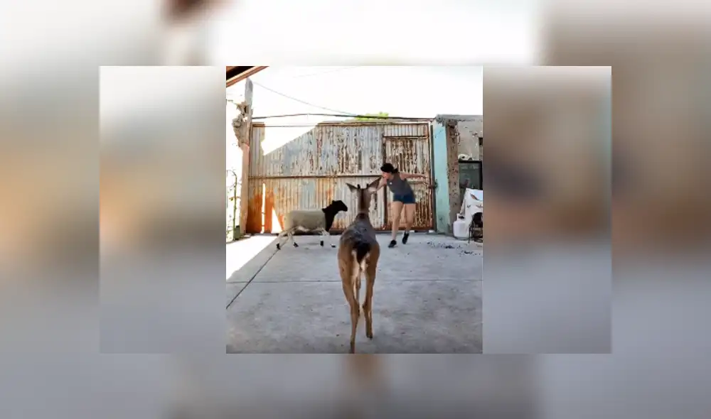 Desliza las imágenes para apreciar los esfuerzos de una joven para obtener una foto perfecta con su oveja. Desliza las imágenes para apreciar los esfuerzos de una joven para obtener una foto perfecta con su oveja.