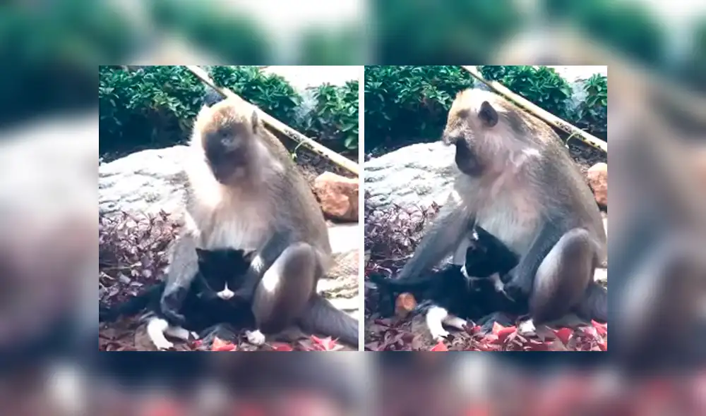 Desliza hacia la izquierda para ver el conmovedor encuentro de los animales. Escena viral de YouTube.