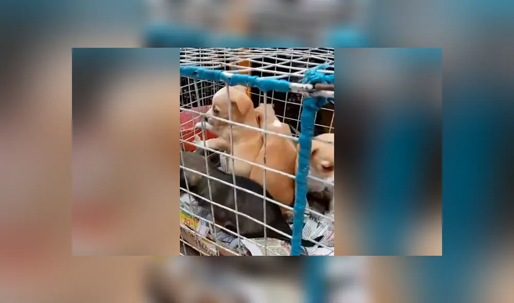 Denuncian venta ilegal de animales en Gamarra. Créditos: Captura. Denuncian venta ilegal de animales en Gamarra. Créditos: Captura.