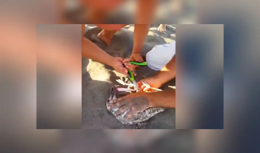 Un video viral muestra cómo un grupo de bañistas hicieron hasta lo imposible para salvar la vida de un ave.