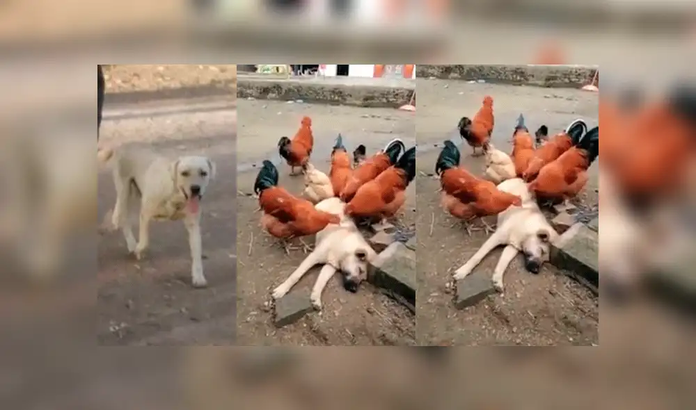 Facebook: perro callejero tenía muchas pulgas y gallos lo picotean para comérselas [VIDEO]