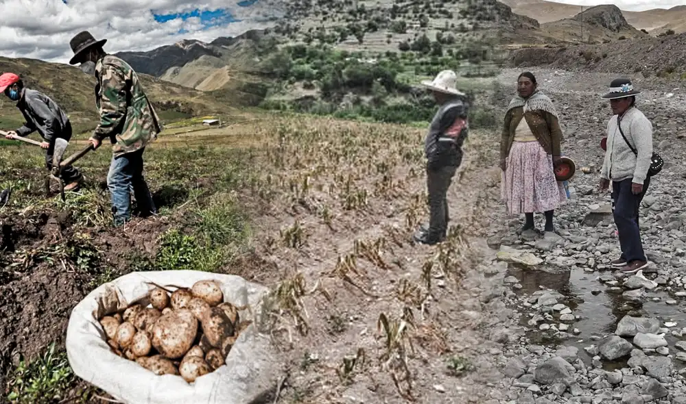 Los cultivos de quinua, oca, maíz y otros productos de panllevar se han visto afectados por las sequías. Foto: ComposiciónLR Los cultivos de quinua, oca, maíz y otros productos de panllevar se han visto afectados por las sequías. Foto: ComposiciónLR