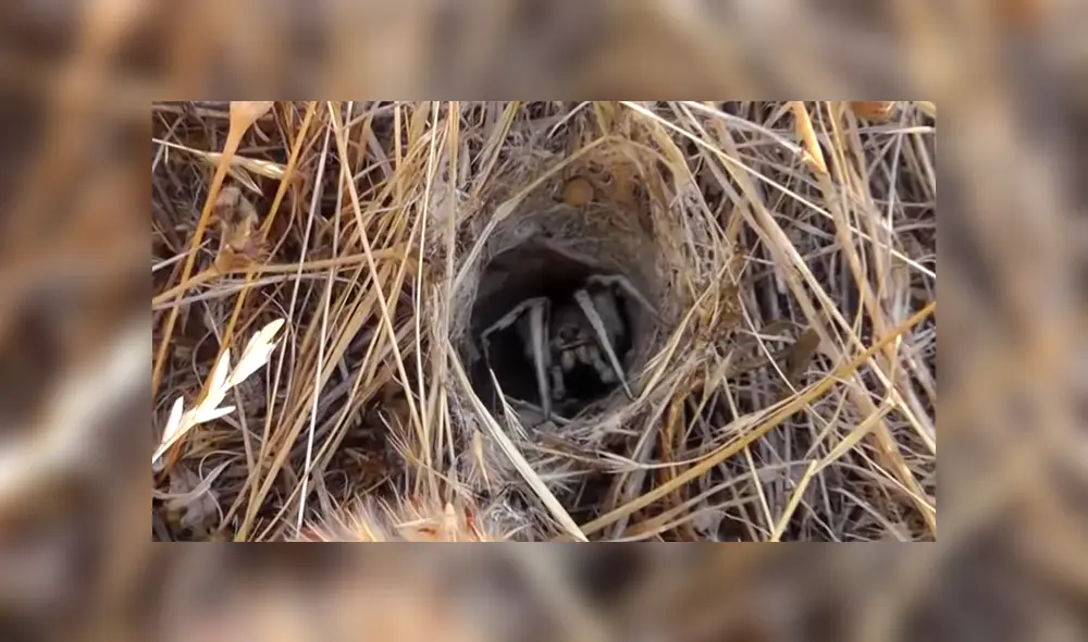 Desliza para ver los momentos más impactantes del video que se hizo viral en Facebook. Desliza para ver los momentos más impactantes del video que se hizo viral en Facebook.