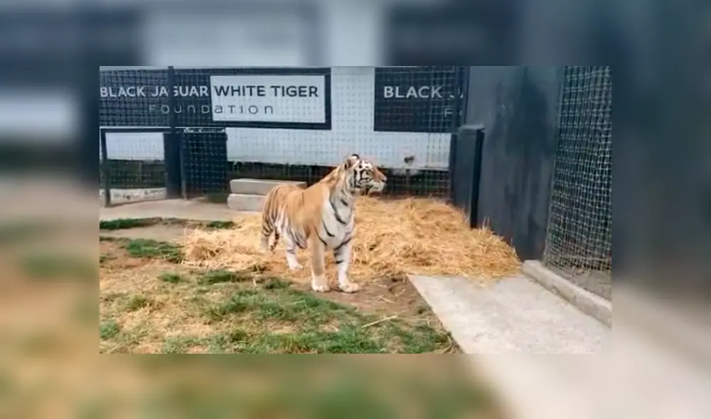 Desliza hacia la izquierda para ver la reacción que tuvieron los tigres con su amo. Imágenes de Facebook. Desliza hacia la izquierda para ver la reacción que tuvieron los tigres con su amo. Imágenes de Facebook.