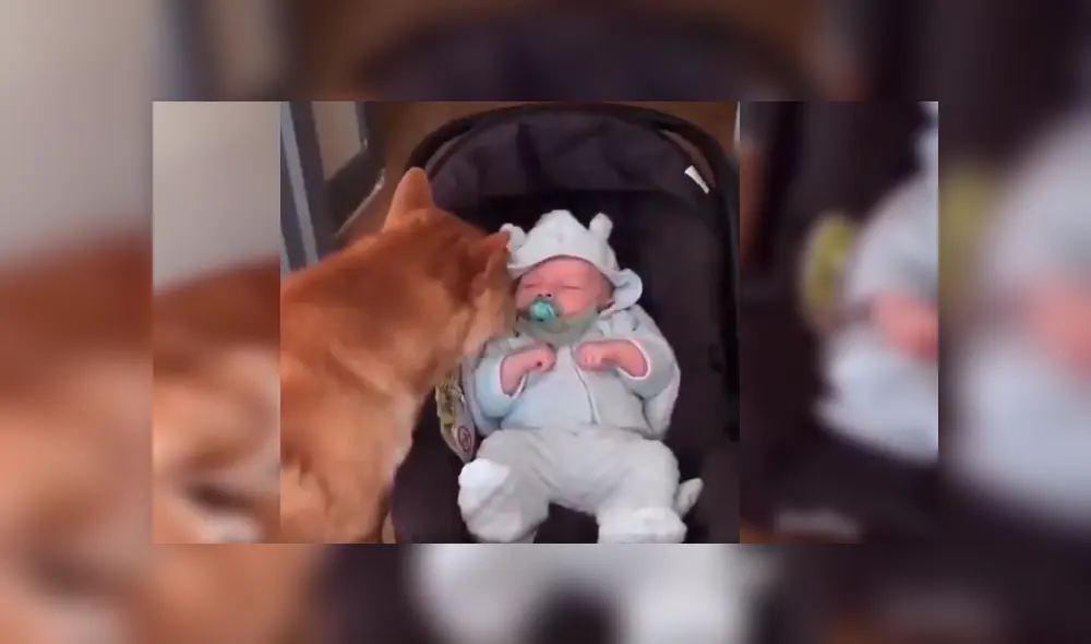 Mamá dejó prendida la cámara de su celular y cuando revisó las imágenes se llevó una gran sorpresa al ver singular episodio entre su bebé y su mascota. Video es viral en Facebook Mamá dejó prendida la cámara de su celular y cuando revisó las imágenes se llevó una gran sorpresa al ver singular episodio entre su bebé y su mascota. Video es viral en Facebook