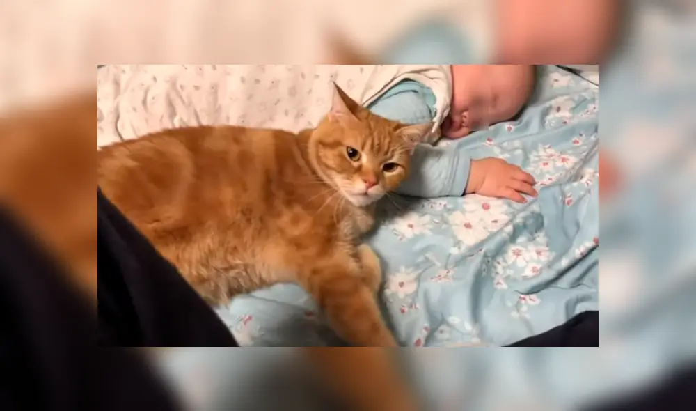 Video es viral en Facebook. Mujer entró al cuarto de su bebé junto a su esposo y ambos fueron testigos de una singular escena que no dudaron en grabar. Video es viral en Facebook. Mujer entró al cuarto de su bebé junto a su esposo y ambos fueron testigos de una singular escena que no dudaron en grabar.