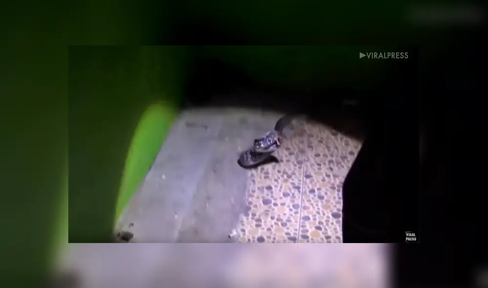 YouTube viral: joven limpia sus zapatos viejos y descubre peligrosa criatura en su interior [VIDEO]