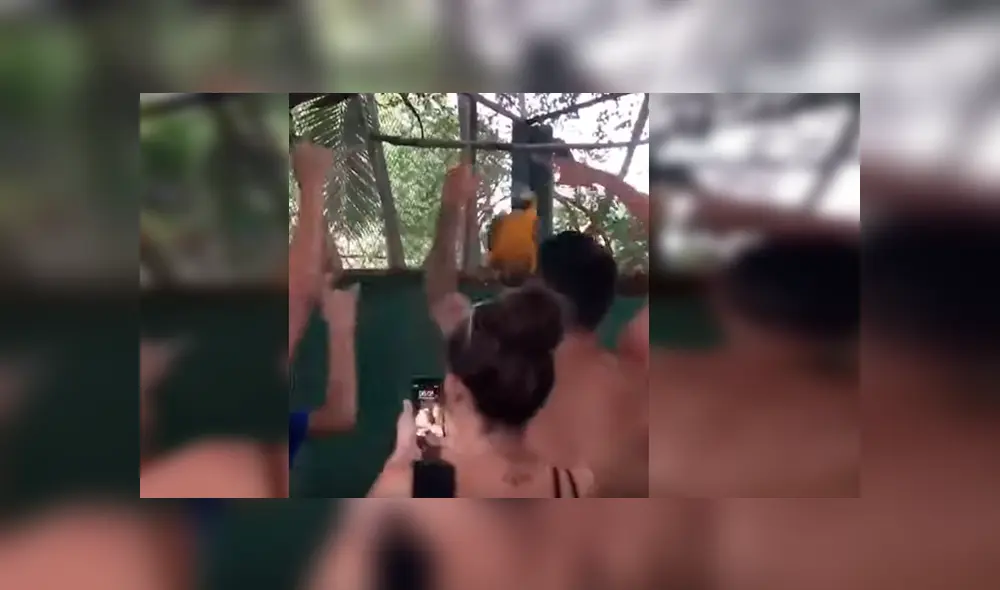 Video es viral en YouTube. Jóvenes captaron el curioso momento en que el loro empieza a bailar al ritmo de música electrónica Video es viral en YouTube. Jóvenes captaron el curioso momento en que el loro empieza a bailar al ritmo de música electrónica