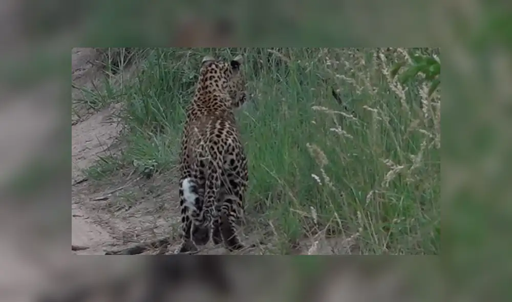 YouTube viral: un leopardo le tendió trampa a marmota bebé y tuvo inesperado final [VIDEO] 