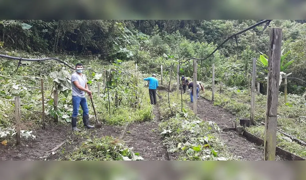 Con viveros pretenden reforestar áreas degradadas