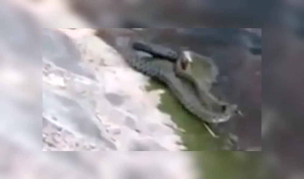 YouTube viral: captan a enormes serpientes devorando a peces en río y miles quedan en shock [VIDEO]