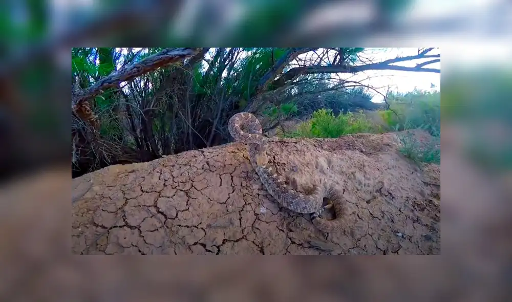 Desliza hacia la izquierda para ver el ataque de la serpiente a una cámara GoPro. Video viral en YouTube. Desliza hacia la izquierda para ver el ataque de la serpiente a una cámara GoPro. Video viral en YouTube.
