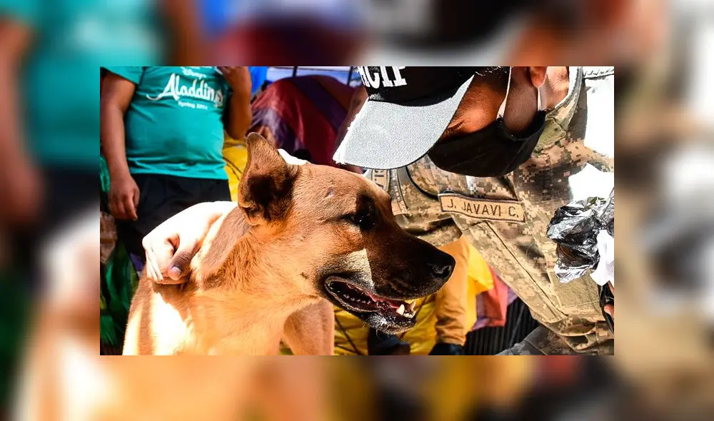 Bolivia: perro ayuda a brindar comida a los más pobres en plena cuarentena por el coronavirus [FOTOS]