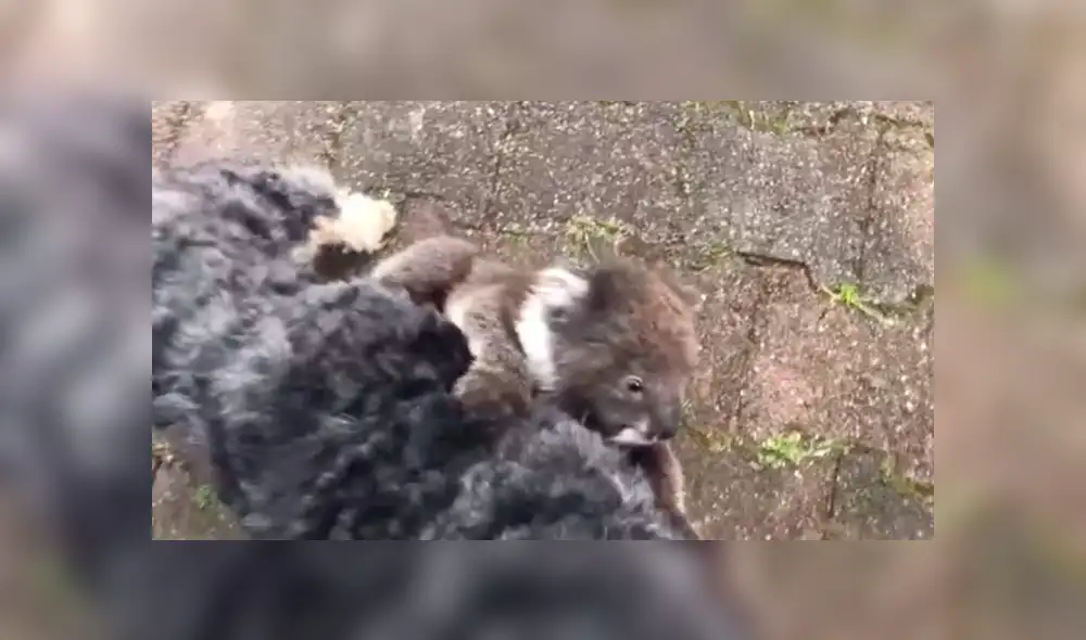 Los koalas dependen mucho de su madre cuando son bebés por lo que si no está, es muy difícil que sobrevivan. Vía Facebook Foto: captura Los koalas dependen mucho de su madre cuando son bebés por lo que si no está, es muy difícil que sobrevivan. Vía Facebook Foto: captura