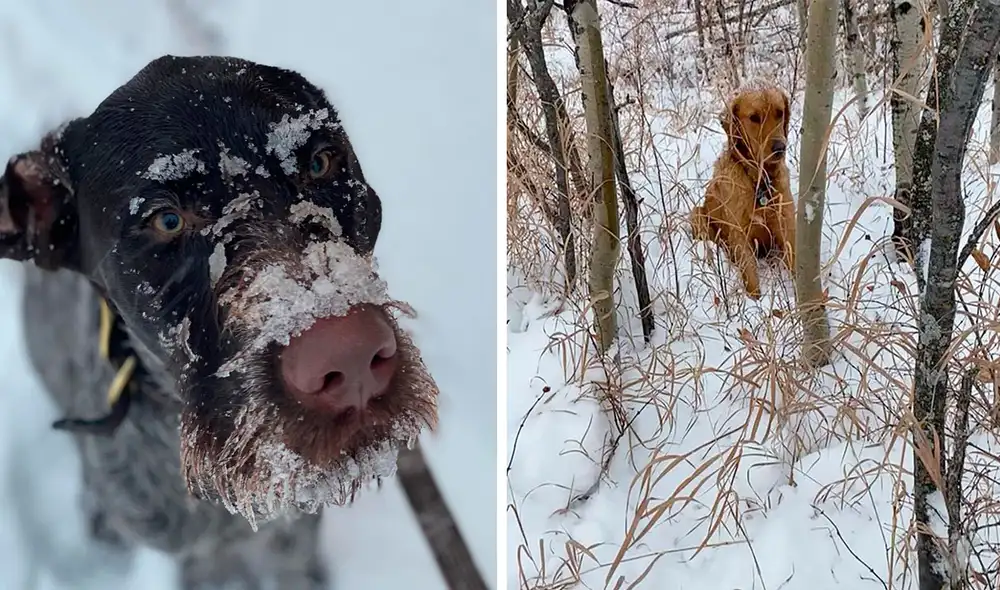 Desliza las imágenes para ver la valiente acción de un perro al encontrar a un animal que estaba enterrado en la nieve. Foto: captura de YouTube