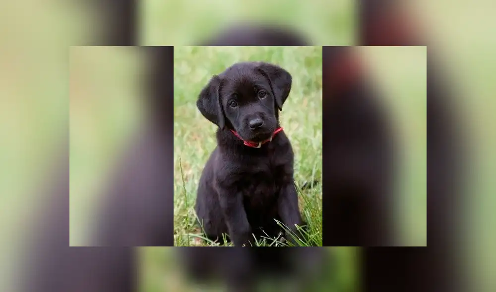 Facebook viral: travieso perro intenta cruzar reja y gato hace esto por ayudarlo [VIDEO]