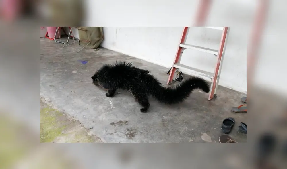 El inusual animal fue atraído con plátanos para poder capturarlo y transferirlo al Departamento de Vida Silvestre de Malasia. Foto: captura.