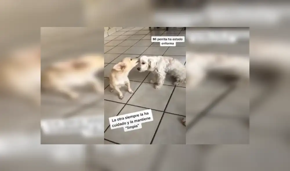 Desliza las imágenes hacia la izquierda para apreciar el amoroso gesto de una perrita con su ‘compañera’. Fotocaptura: Facebook. Desliza las imágenes hacia la izquierda para apreciar el amoroso gesto de una perrita con su ‘compañera’. Fotocaptura: Facebook.