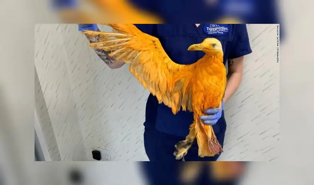 Reino Unido: Valiosa ave exótica resulta ser gaviota bañada en curry Reino Unido: Valiosa ave exótica resulta ser gaviota bañada en curry
