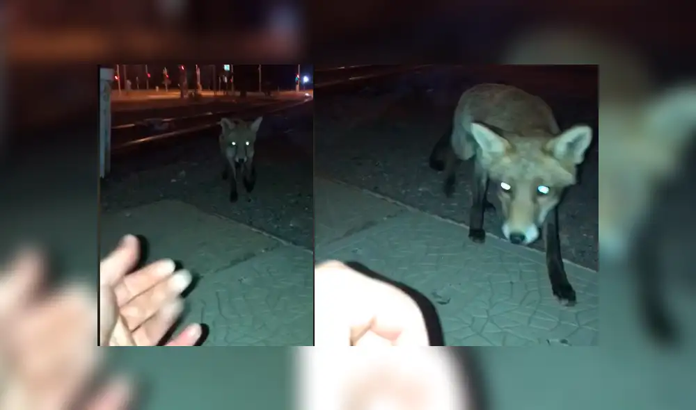 Facebook: joven encuentra a zorro salvaje en la calle, intenta acariciarlo y sufre terrible mordida