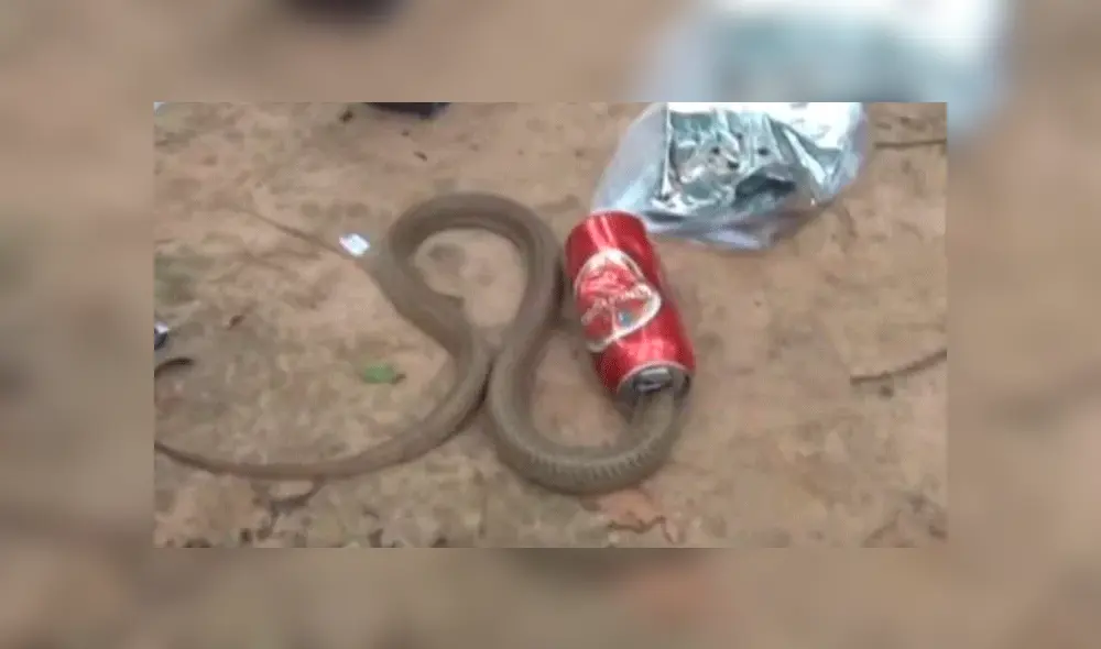 Rescató a cobra atrapada en una lata sin esperar su terrorífica reacción [VIDEO]