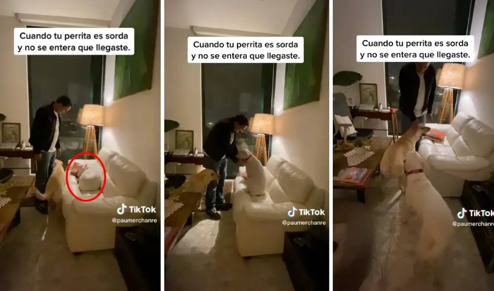 El video ha logrado más de 500.000 visualizaciones en TikTok. Foto: composición LR/captura de TikTok/@paumerchanre El video ha logrado más de 500.000 visualizaciones en TikTok. Foto: composición LR/captura de TikTok/@paumerchanre