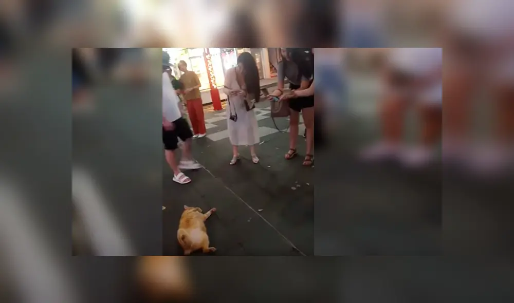 Video es viral en Facebook. Las personas que pasaban al costado del felino no dejaban de tomarle fotos, expresando su asombro por su peculiar conducta