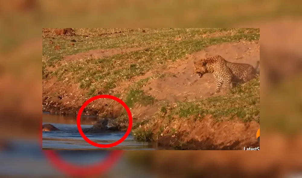 Un video viral de YouTube muestra el brutal enfrentamiento entre un leopardo con un feroz cocodrilo.