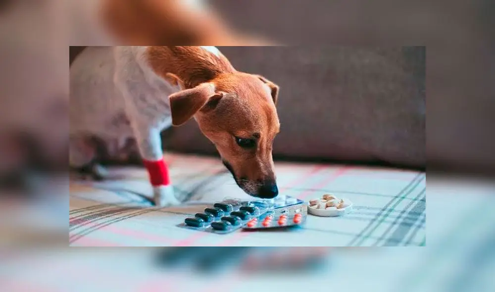 perros y los medicamentos