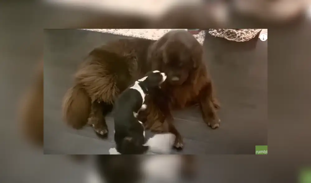 Desliza hacia la izquierda para ver las imágenes del viral de Facebook. Fotocaptura: Rumble Viral. Desliza hacia la izquierda para ver las imágenes del viral de Facebook. Fotocaptura: Rumble Viral.