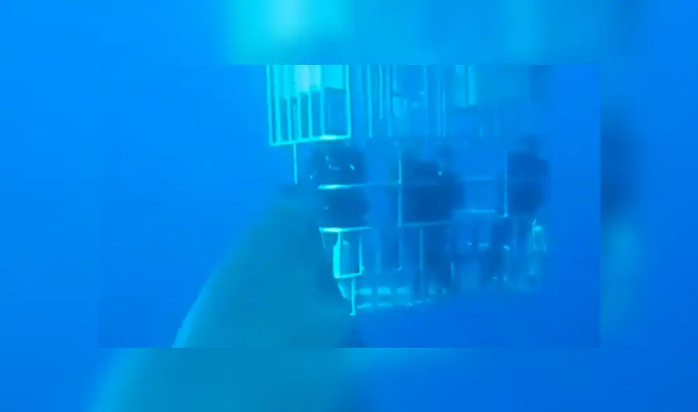 En Facebook, un video viral muestra a un enorme tiburón y buceadores. En Facebook, un video viral muestra a un enorme tiburón y buceadores.