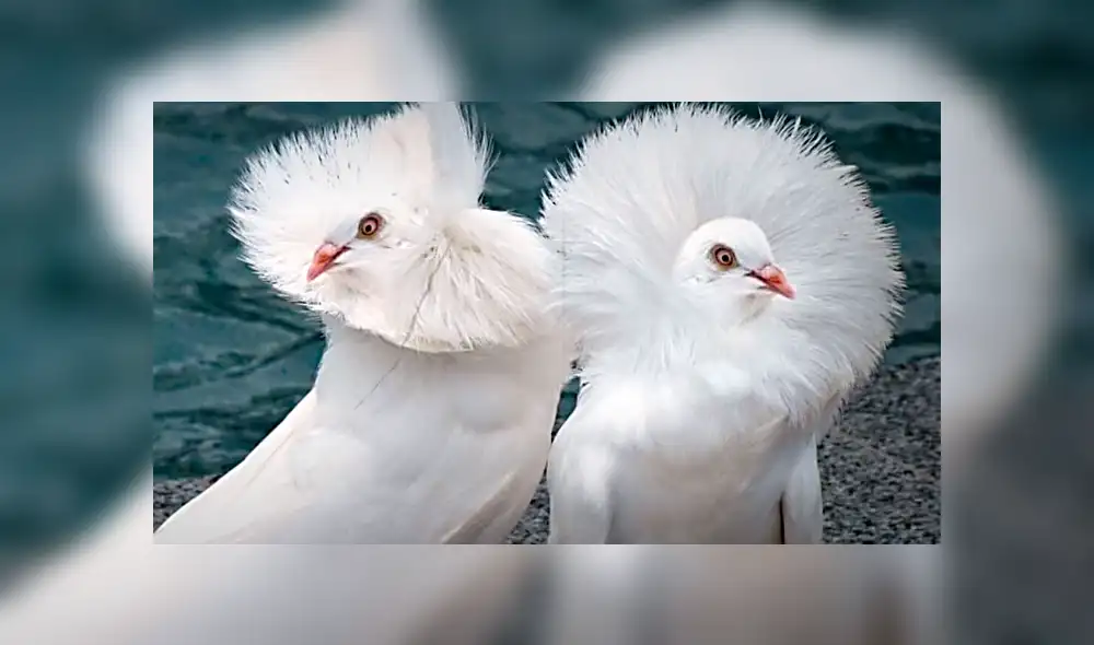 YouTube viral: conoce las siete palomas más extrañas del mundo