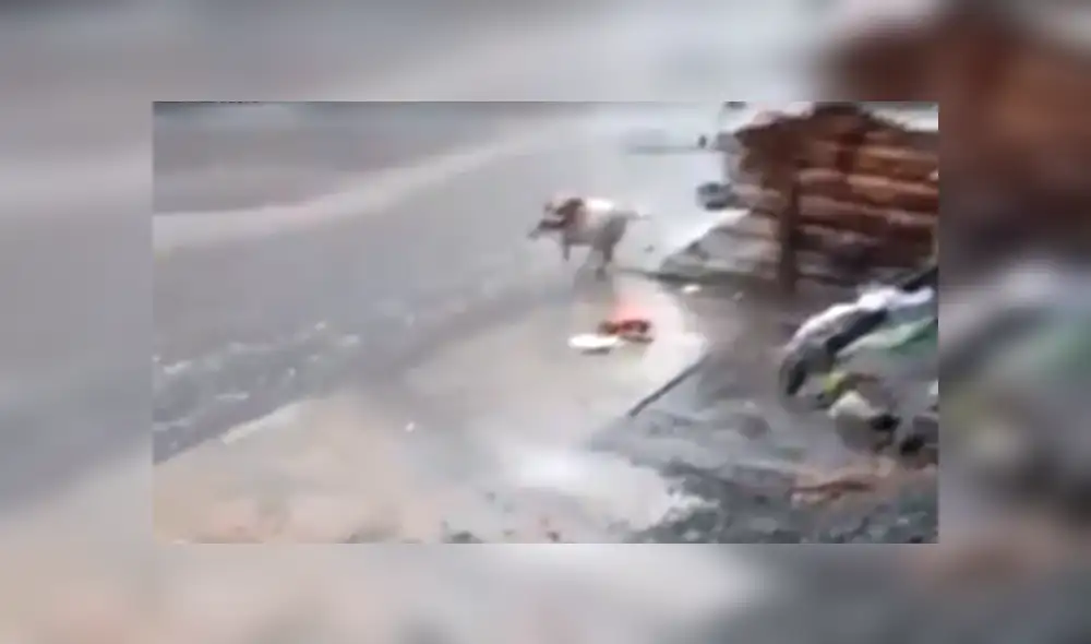 YouTube viral: perro callejero conmueve las redes al recoger la basura en plena lluvia.