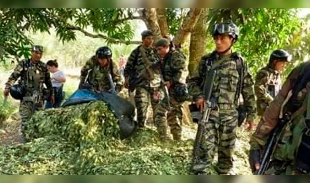 En Carabaya erradicaron 45 hectáreas de coca ilegal en ocho días.