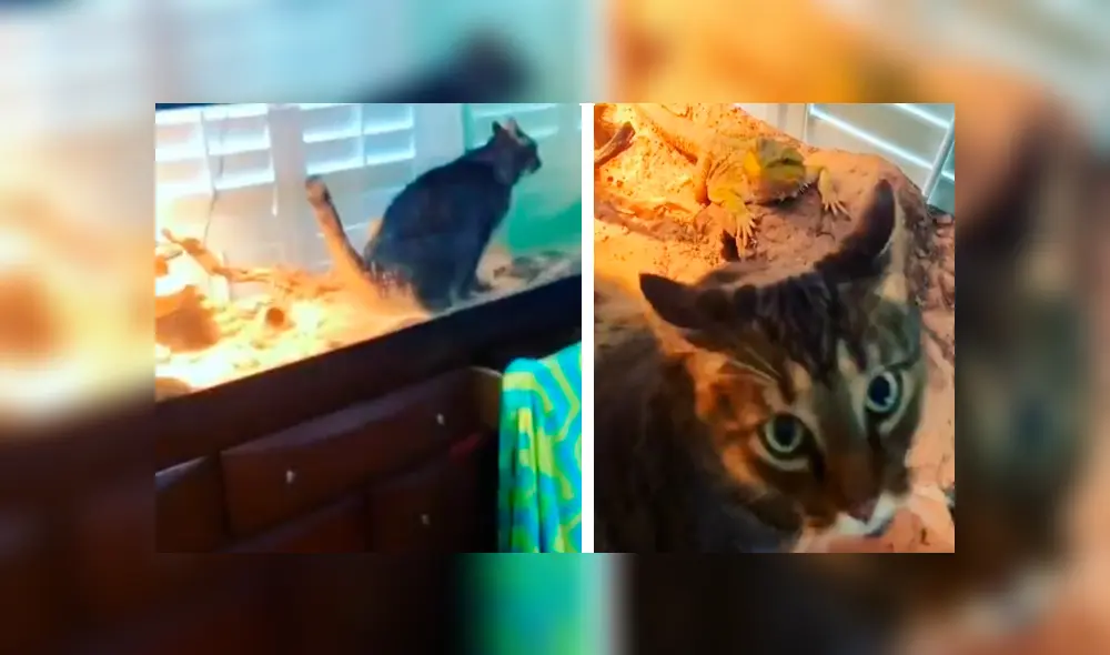 Desliza las imágenes para observar la terrible acción que realizó un gato cuando su dueña lo dejó solo en casa.