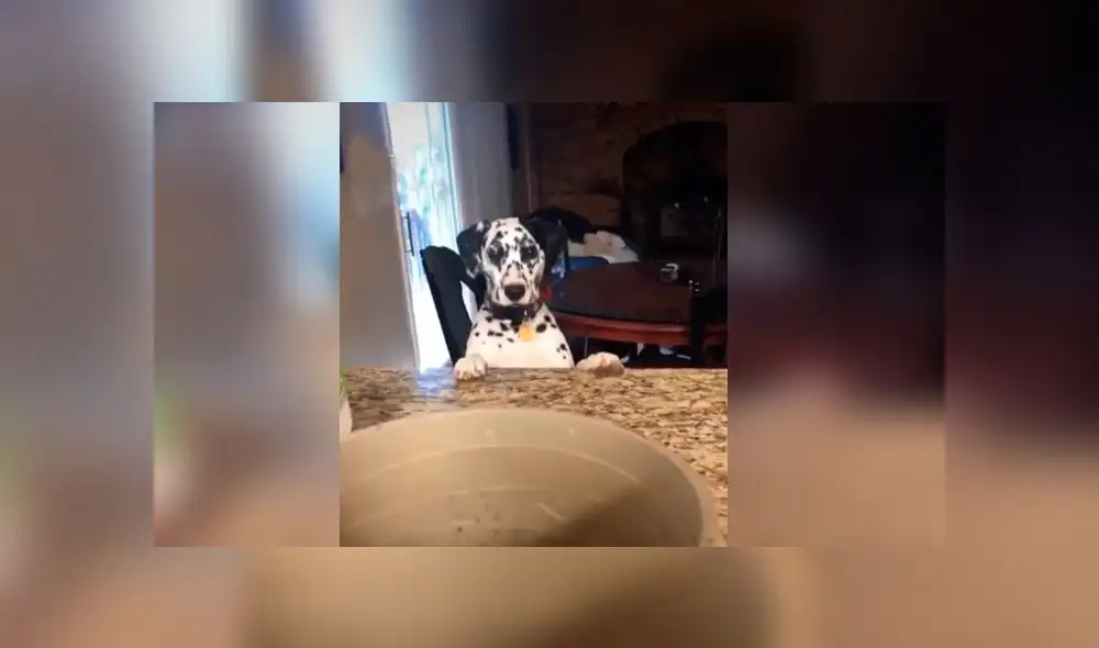 Desliza las imágenes para ver la peculiar reacción que tuvo este can al ver su plato vacío. Foto: gigi.and.rocket/IG Desliza las imágenes para ver la peculiar reacción que tuvo este can al ver su plato vacío. Foto: gigi.and.rocket/IG