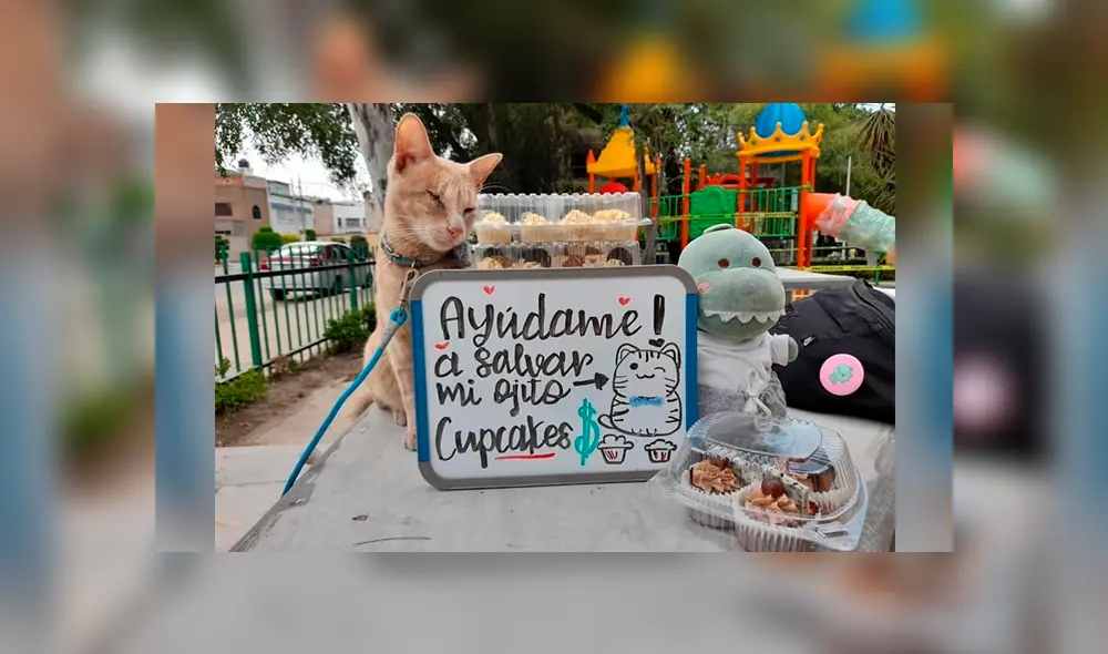 Desliza las imágenes hacia la izquierda para apreciar la noble acción de una joven para ayudar a su gato. Foto: Ximena Ortiz.
