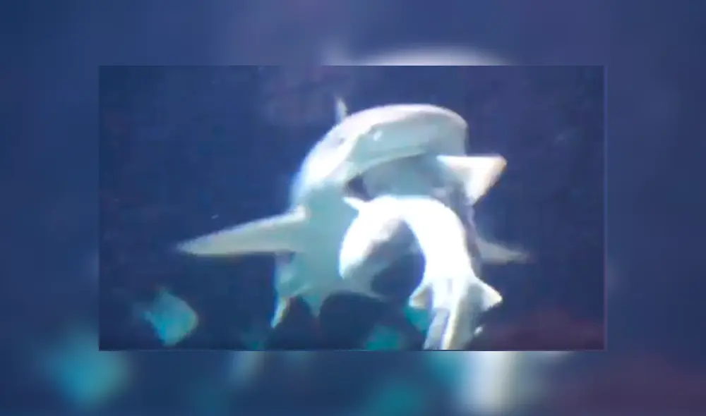 Video es viral en Facebook. Encargados del zoológico donde captaron el insólito suceso señalaron que ambos escualos habían coexistido en armonía durante varios años Video es viral en Facebook. Encargados del zoológico donde captaron el insólito suceso señalaron que ambos escualos habían coexistido en armonía durante varios años