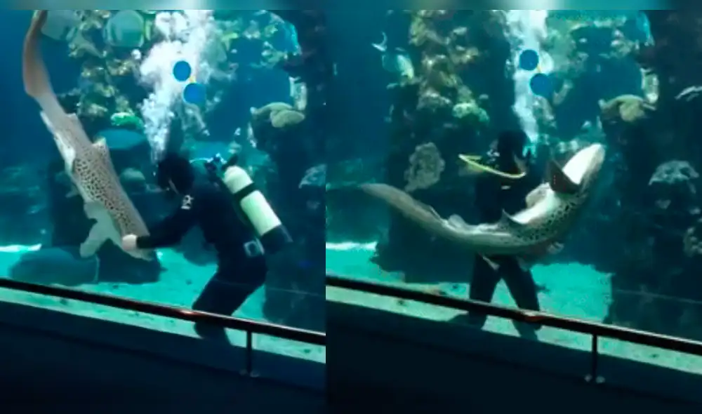 YouTube: Tiburón es amante de los masajes, su amigo buzo lo consiente |VIDEO