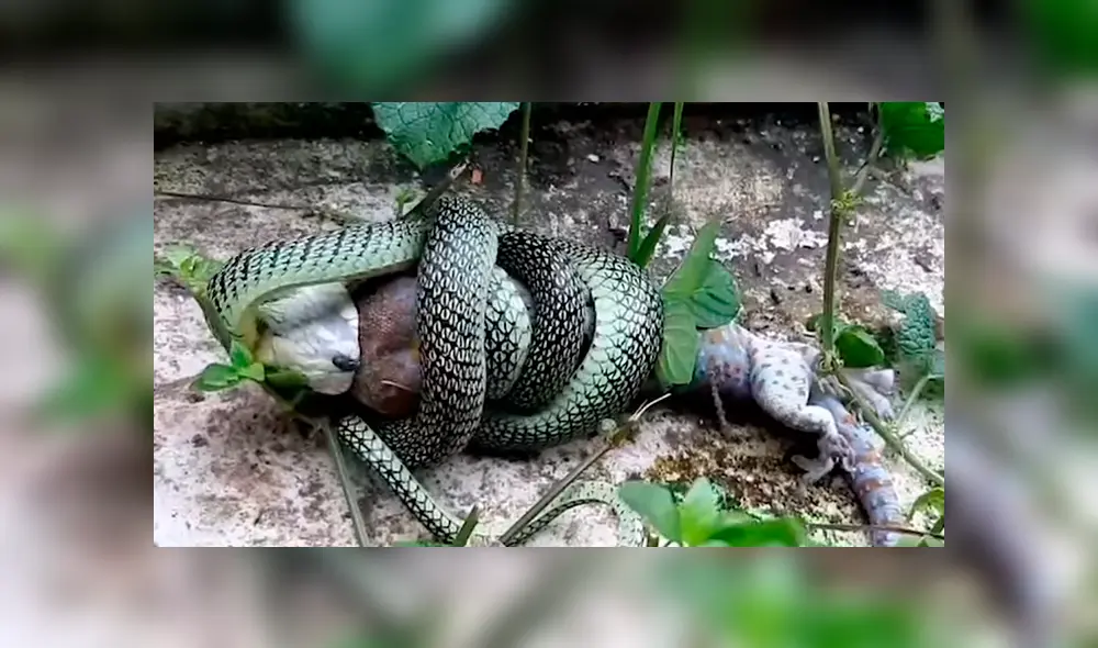 Si quieres ver la brutal batalla entre dos reptiles, revisa nuestra galería de fotos deslizando hacia la izquierda cada imagen del viral de YouTube. Si quieres ver la brutal batalla entre dos reptiles, revisa nuestra galería de fotos deslizando hacia la izquierda cada imagen del viral de YouTube.